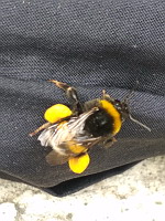 Bourdon, Bombus lucorum-complex (ph. Mrugala F., Lyon, 2020-06)(5)